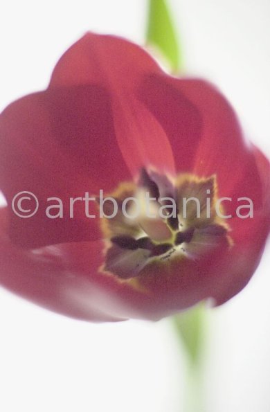 Tulpe-rot-Tulpia-11