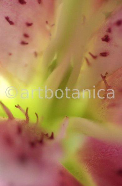 erotische-Pflanzenfotografie-18