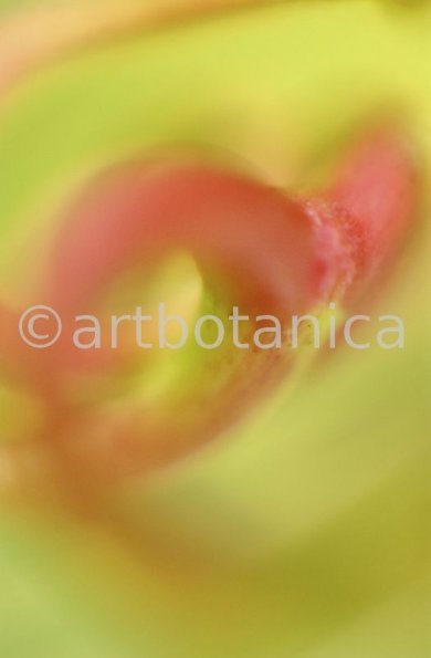 erotische-Pflanzenfotografie-17