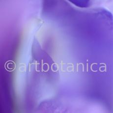 Farbenmeere-in-Violett-2