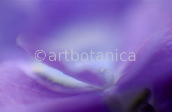 Farbenmeere-in-Violett-12