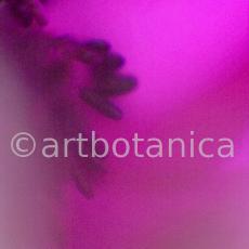 Anemone-purpur-5
