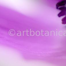 Anemone-purpur-7
