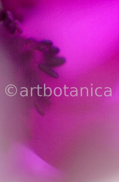 Anemone-purpur-5