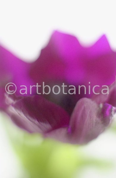 Anemone-purpur-1