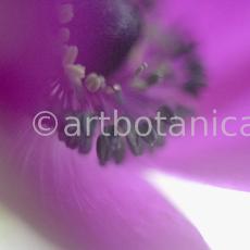 Anemone-purpur-10