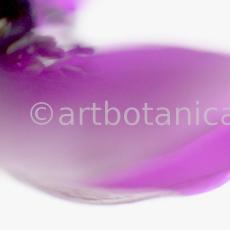 Anemone-purpur-12