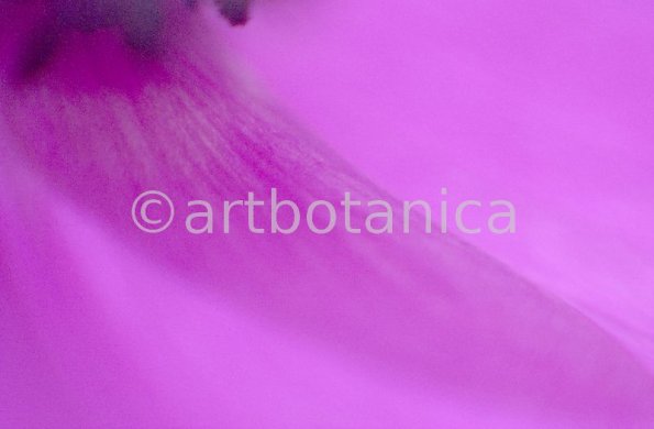 Anemone-purpur-8