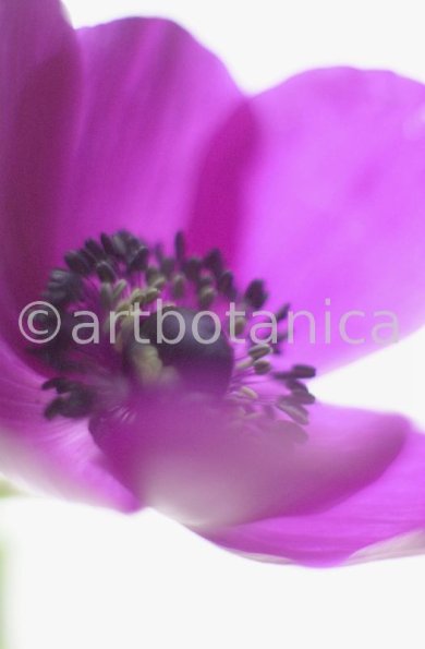 Anemone-purpur-9