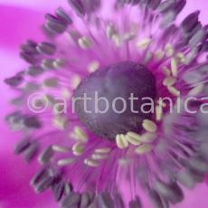 Anemone-purpur-11