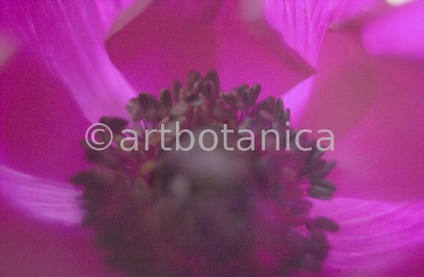 Anemone-purpur-2