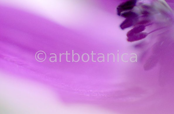 Anemone-purpur-7