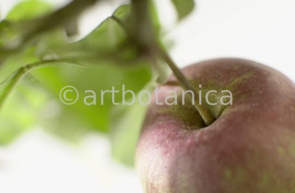 Apfel-Pirus-malus-4