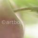 Apfel Frucht - Pyrus malus