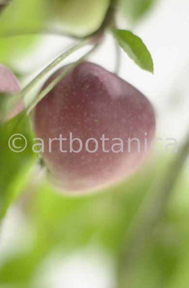 Apfel-Pirus-malus-5