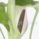 Aronstab-Arum maculatum