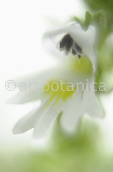 Augentrost- Euphrasia officinalis-2