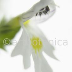Augentrost- Euphrasia officinalis-4