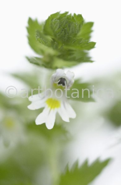Augentrost- Euphrasia officinalis-8