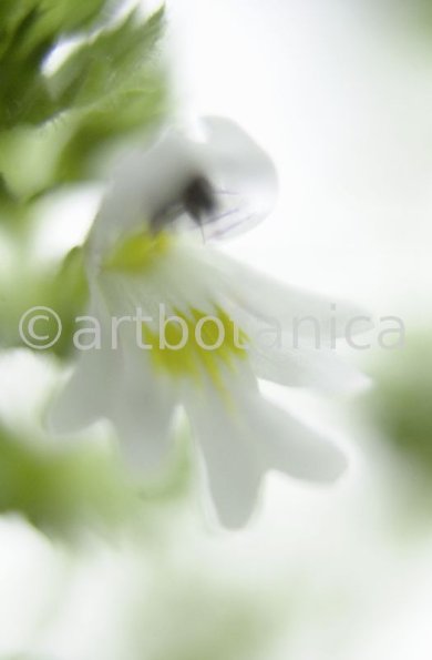 Augentrost- Euphrasia officinalis-28