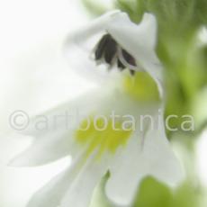 Augentrost- Euphrasia officinalis-3
