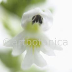 Augentrost- Euphrasia officinalis-27