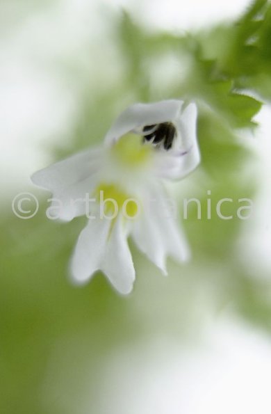 Augentrost- Euphrasia officinalis-30