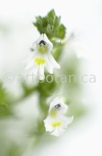 Augentrost- Euphrasia officinalis-7