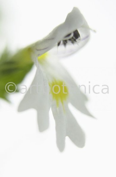 Augentrost- Euphrasia officinalis-4