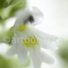 Augentrost- Euphrasia officinalis-28