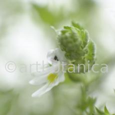 Augentrost- Euphrasia officinalis-22