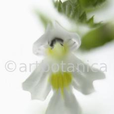 Augentrost- Euphrasia officinalis-26