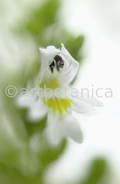 Augentrost- Euphrasia officinalis-23