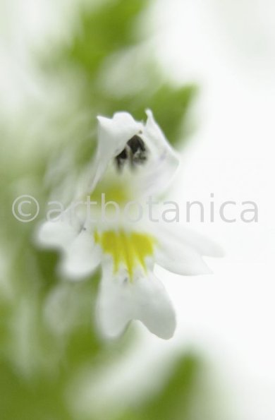 Augentrost- Euphrasia officinalis-24