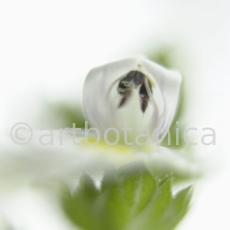 Augentrost- Euphrasia officinalis-10