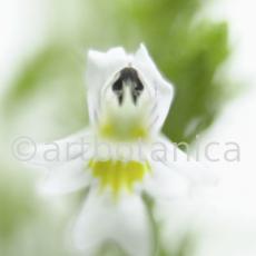 Augentrost- Euphrasia officinalis-25