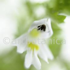 Augentrost- Euphrasia officinalis-31