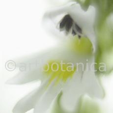 Augentrost- Euphrasia officinalis-2