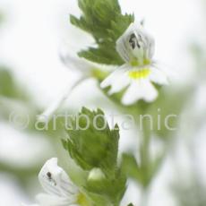 Augentrost- Euphrasia officinalis-18