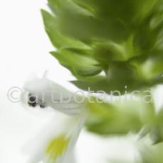Augentrost- Euphrasia officinalis-29