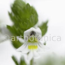 Augentrost- Euphrasia officinalis-9