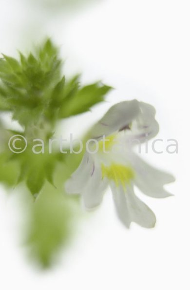 Augentrost- Euphrasia officinalis-12