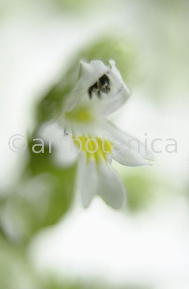 Augentrost- Euphrasia officinalis-11