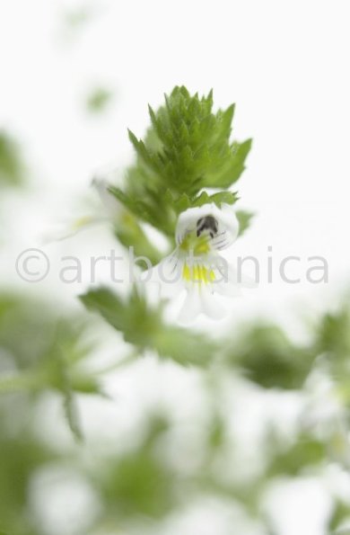 Augentrost- Euphrasia officinalis-16
