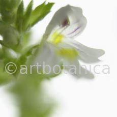 Augentrost- Euphrasia officinalis-14