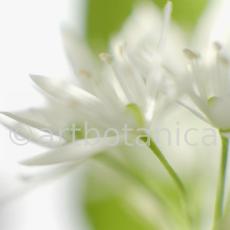 Bärlauch - Allium ursinum-9