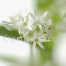 Bärlauch - Allium ursinum-1