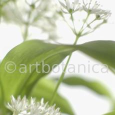 Bärlauch - Allium ursinum-5