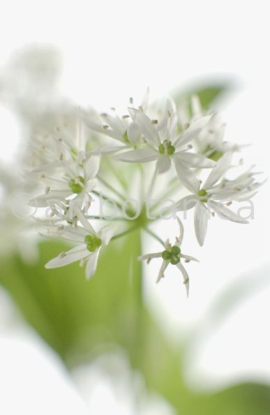 Bärlauch - Allium ursinum-11