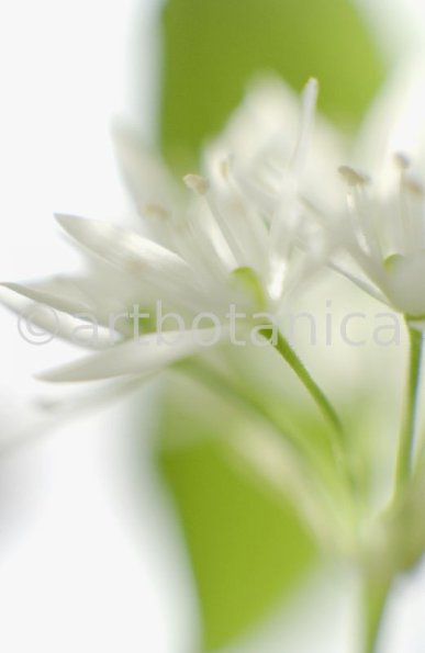 Bärlauch - Allium ursinum-9